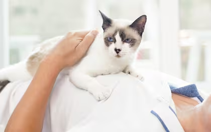¿Por que mi gato se acuesta en mi pecho?