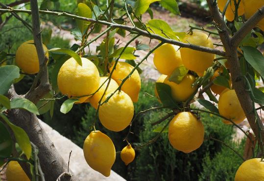 ¿Por qué mi árbol de limón no da limones? Causas y soluciones efectivas