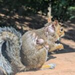 Cómo tratar a una ardilla con gusanos de mosca (miasis) de forma segura