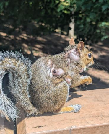 Cómo tratar a una ardilla con gusanos de mosca