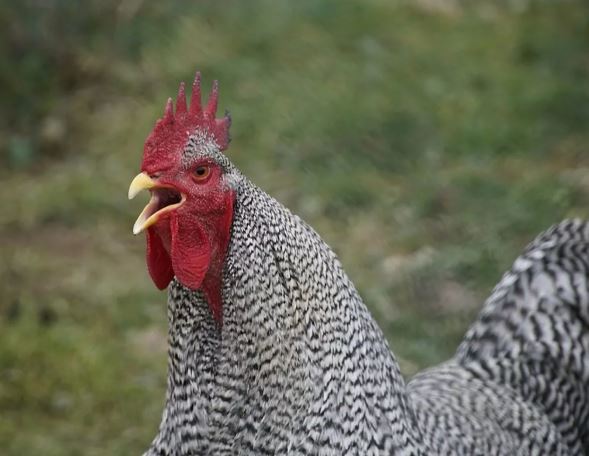 ¿Por qué las gallinas cantan como gallo?